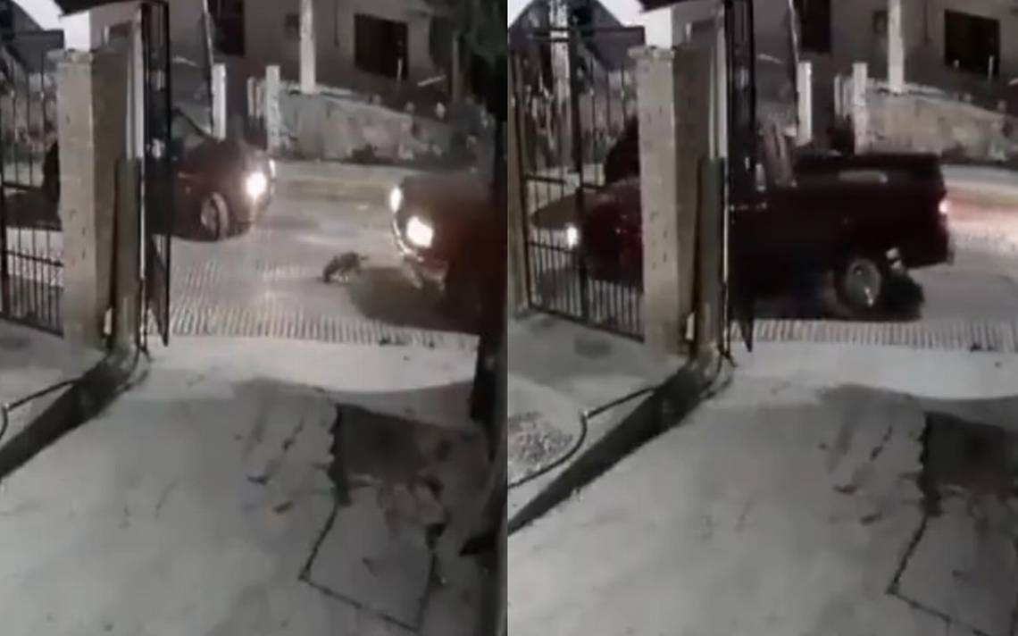 Automovilista Atropella En Dos Ocasiones A Perrito En Municipio Poblano ...